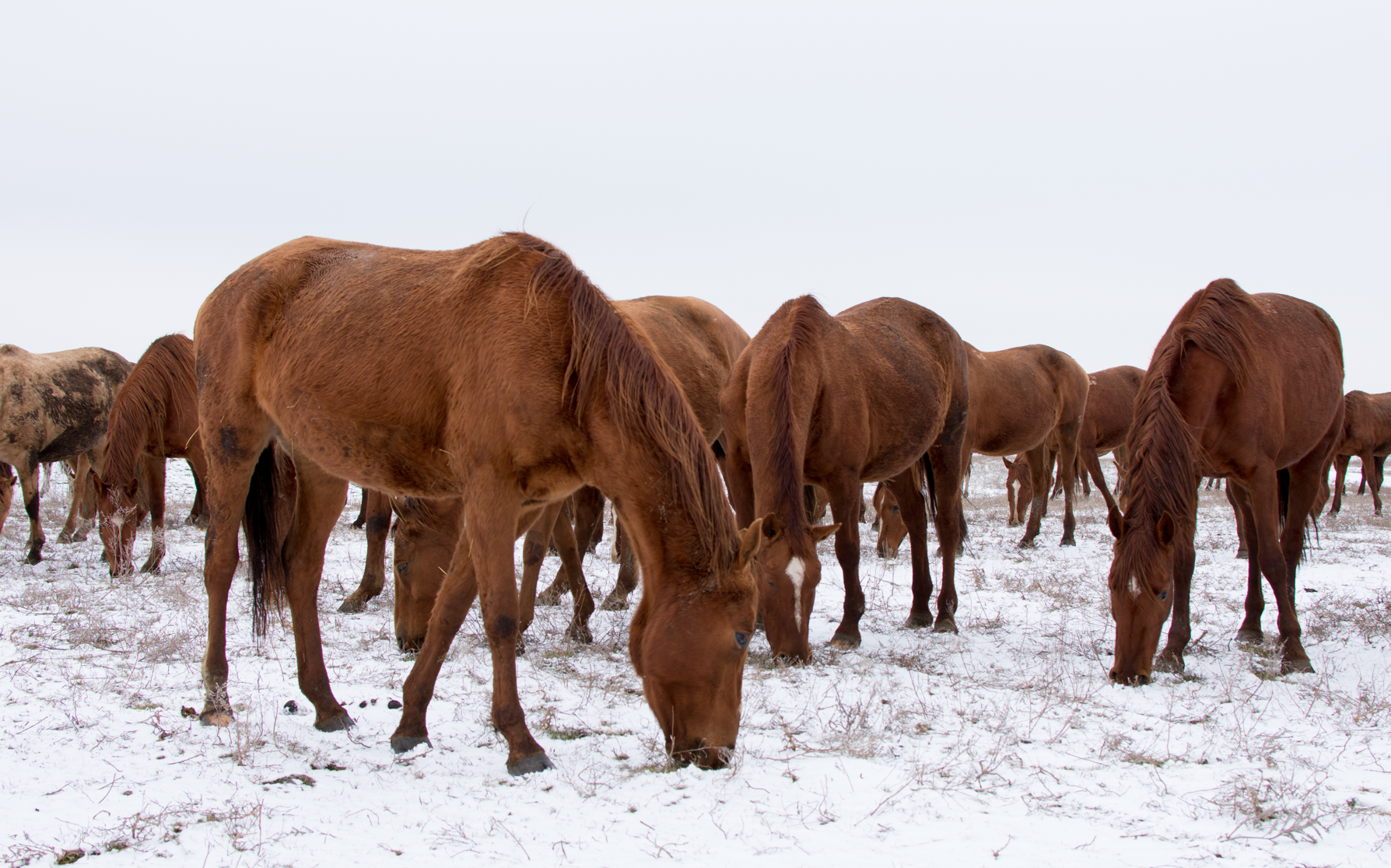 Photo Essay “Russian Horse Farm” by Maria Kislova